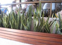 Kwikfynd Indoor Planting
mossypoint