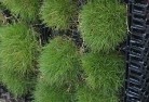 Mossy Pointlawn-and-turf-7.jpg; ?>