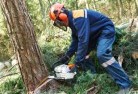 Mossy Pointtree-cutting-services-21.jpg; ?>